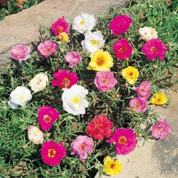 SEMENTES DE FLOR SEMI-SUCULENTA - PORTULACA DOBRADA SORTIDA - ONZE HORAS DOBRADA (12882 - 02333)